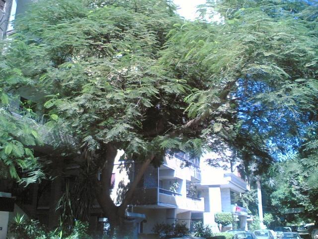 Furnished Flat In Zero One Zero One Zero Six Seven Nine Two Four Four Apartment Cairo